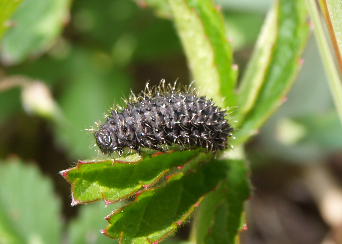 Chrysomelidae...